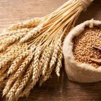 Can You Eat Wheat On Paleo