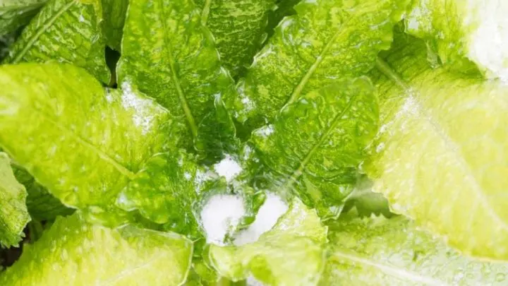Can You Freeze Lettuce?